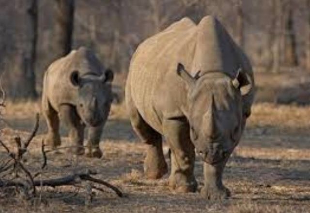 Na dražbi v ZDA so za 350.000 dolarjev prodali dovoljenje za lov na črnega nosoroga