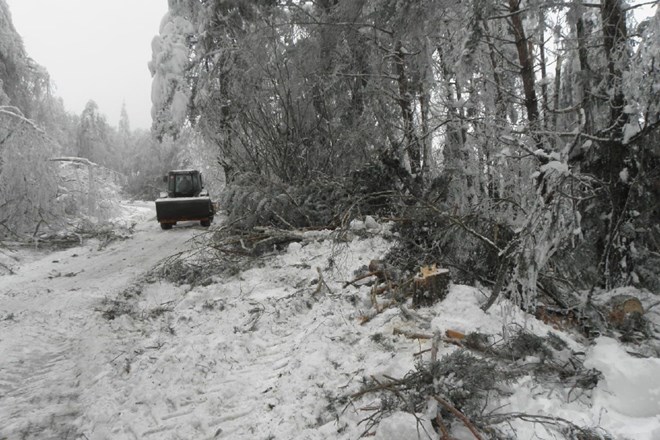 Ižanske gozdove je žledolom močno prizadel. (Foto: Občina Ig / Mojaobcina.si) 