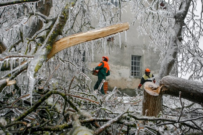 Žaganje nevarnih vej na že polomljenih drevesih v Pivki. (Foto: Bojan Velikonja) 
