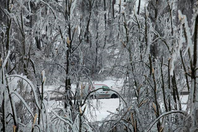 Bo vlada zamrznila zloglasne prevoznice za les?