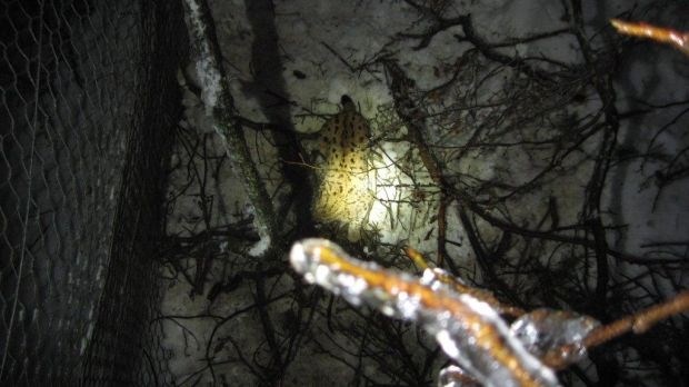 Samca risa so ponoči ujeli v živolovko. (Foto: ZOO Ljubljana) 