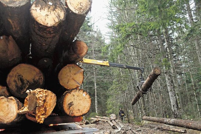 Vlada ustanavlja d. o. o. za odkup lesa 