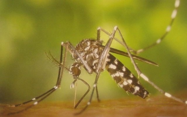 Nacisti so komarje želeli uporabiti kot biološko orožje