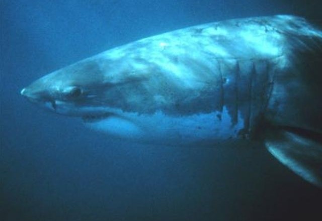 Število morskih psov upada, a še vedno živijo na območju Tržaškega zaliva