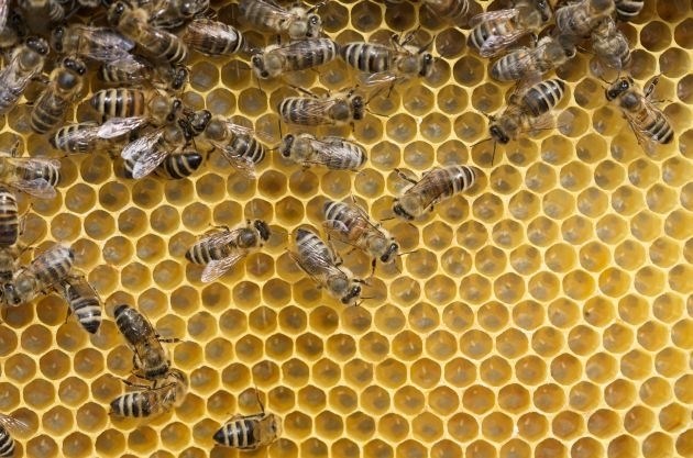 Čebelarska zveza zaradi pomorov čebel pričakuje poostren nadzor in sankcije