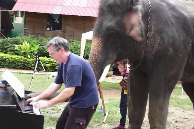 Glasbena šola za slone (video dneva)