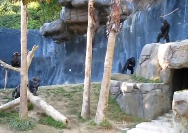 Ko si šimpanzi skočijo v dlako (video dneva)