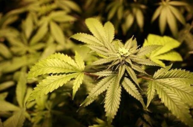 Predstavniški dom ameriškega kongresa proti pregonu medicinske marihuane