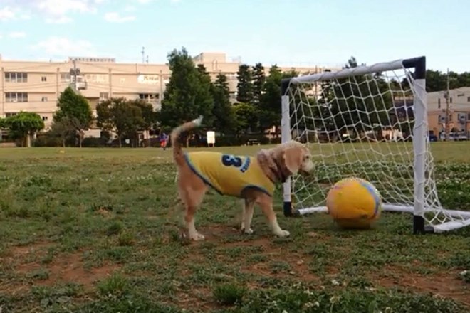 Ta pes si zasluži na svetovno prvenstvo v Brazilijo (video)