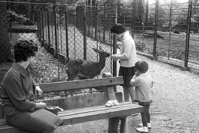 V 60. letih 20. stoletja so obiskovalci v ogradah pod Rožnikom lahko občudovali že 443 živali. 