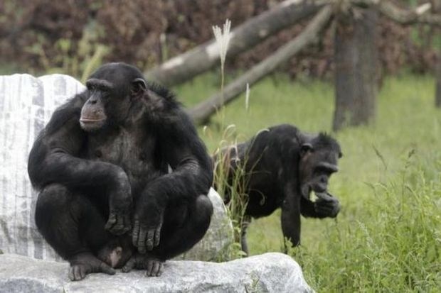 Znanstveniki so razvozlali znakovno govorico šimpanzov. 