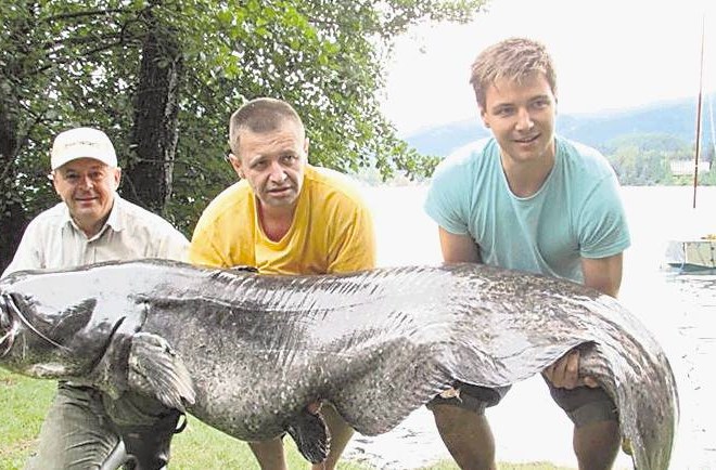 Lepotec iz Blejskega jezera je bil dolg okoli dva metra in pol. Srečni avstrijski ribič, zvest Bledu že 38 let, je na...