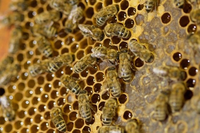 Čebelarji potrebujejo pomoč: vsaka tretja žlica hrane je odvisna od opraševanja čebel