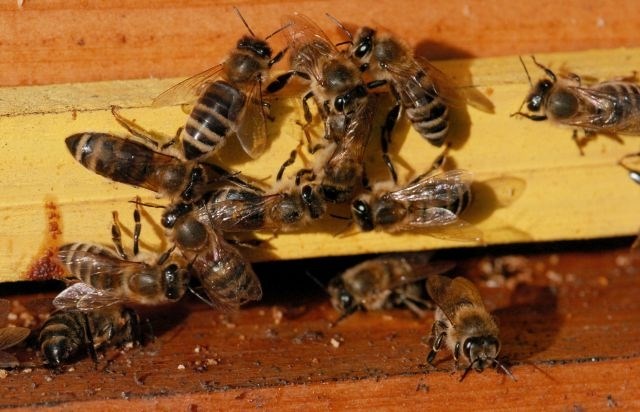Veterinarski inštitut: Do težav prihaja, ker je v Sloveniji absolutno preveč čebeljih družin