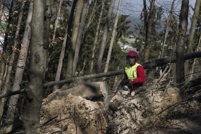 Po žledolomu saniranih 26 odstotkov poškodovane lesne mase