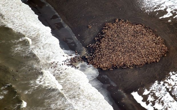 Na obale Aljaske zaradi podnebnih sprememb priplavalo 35000 mrožev 