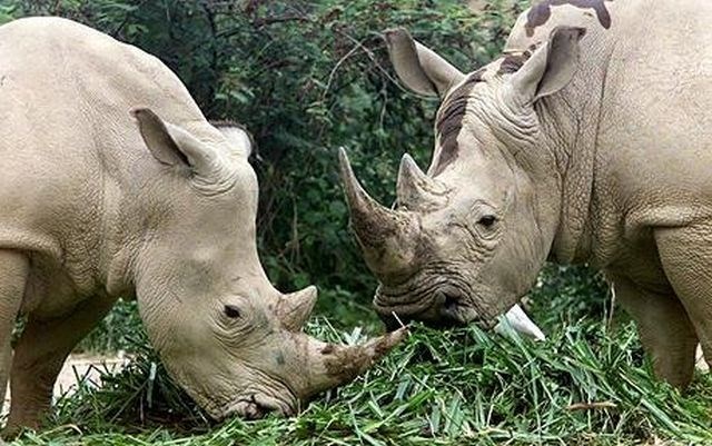 Na svetu naj bi živelo le še šest severnih belih nosorogov. (Foto: Reuters) 