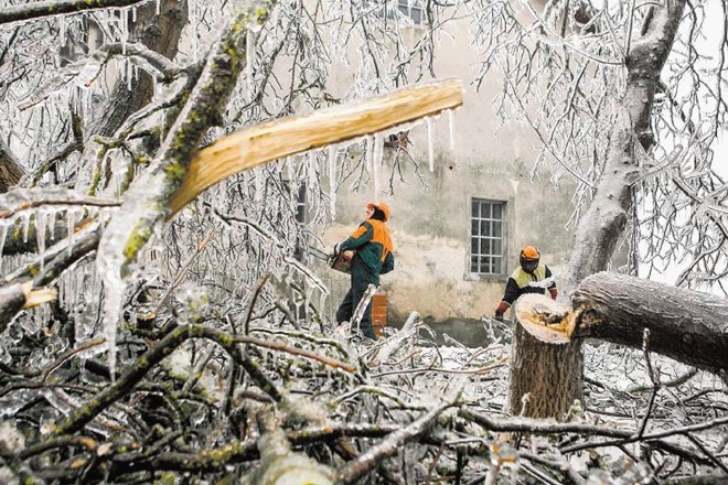 Po ocenah Zavoda za gozdove Slovenije je  žled poškodoval okoli 600.000 hektarjev gozda. Bojan Velikonja 