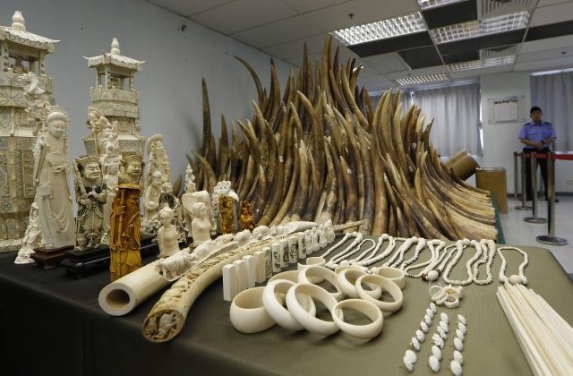 Slonovino naj bi iz Tanzanije tihotapili tudi v torbah diplomatov. (Foto: AP) 