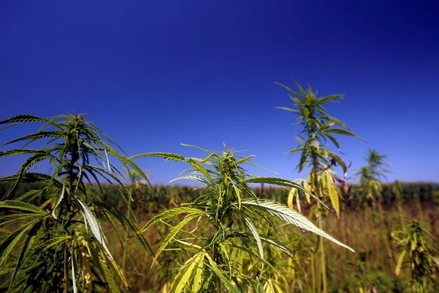 Pravosodno ministrstvo ZDA Indijancem dalo zeleno luč za gojenje in prodajo marihuane 