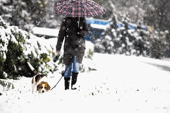 Zima je odličen čas za vzgojo in šolanje psov, še posebno pa je primerna za marsikateri pasji šport, zato bi bilo res škoda,...