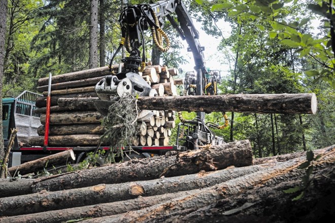 Državne gozdove najeda lubadar, koalicijski trojček pa lesni centri in prerivanje, kdo bo prvi gozdar v državi.