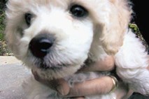 Preprodajalci psov  prodajo 1500 mladičev na leto