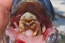 Alien v živalskem svetu: Parazitski rak živi v ustih ribe in nadomešča njen jezik