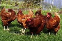 Genski inženiring: Znanstvenikom uspelo razviti kokoši, ki ne prenašajo ptičje gripe