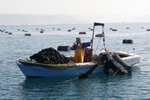 MZZ sporoča, da je ribolovni pravilnik enostransko dejanje Hrvaške
