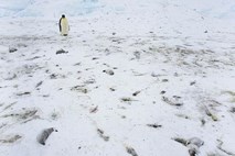 FOTO: Fotograf je na Riiser Larsenovi ledeni polici na Antarktiki ujel fotografijo žalujočih pingvinov