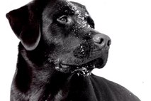 Pes, ki z vohom odkriva raka črevesja: Nov korak pri zgodnjem odkrivanju bolezni?