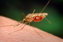 V Afriki so odkrili novo podvrsto komarjev, ki bi lahko otežila boj proti malariji