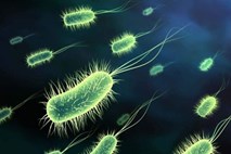 EFSA: Semena sabljastega triplata iz Egipta najverjetnejši izvor okužb z E. coli