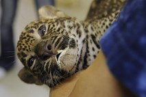 V bratislavskem živalskem vrtu so javnosti prvič pokazali leopardja mladiča