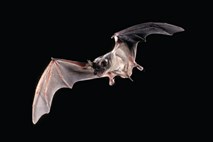 V Vietnamu so odkrili povsem novo "peklensko" vrsto netopirja