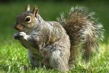 Ponesrečeni lov na veverice: Možak v gozdu jedel črve in pil blatno vodo, da je preživel