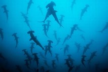 V Kolumbiji so plenilci v morskem zavetišču pobili na tisoče morskih psov