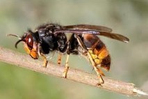 Azijski sršeni lahko  uničijo evropske čebele