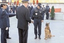 Francoski policijski pes prejel medaljo za pogum