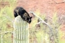 Mačka splezala na vrh kaktusa ... in se nato spustila nazaj na trdna tla