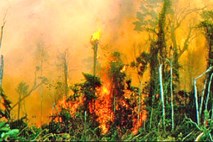 Študija: Sezona požarov v Amazoniji je povezana s temperaturo oceanov