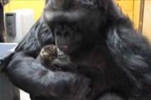 Gorila posvojila mucki, ki v njeni družbi uživata