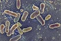 Po Evropi se širi superbakterija, odporna tudi na najmočnejše antibiotike
