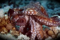 Video: Hobotnica je imela dovolj vode in se odločila, da se bo sprehodila