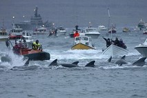 Japonci z denarjem iz sklada za pomoč po cunamiju financirajo kitolov