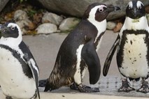 Homoseksualna pingvina iz Toronta sta se tudi uradno razšla