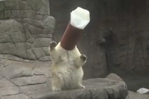 Video: Oglejte si severnega medveda Milaka pri njegovi priljubljeni igrici