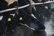Okuženo mleko povzročilo paniko na Kitajskem