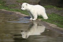 Polarni medvedek Knut dobil konkurenco: Oboževalci odločeni, da ga nihče ne bo zasenčil